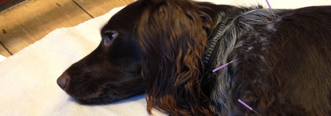 How can my Patients benefit from Acupuncture?